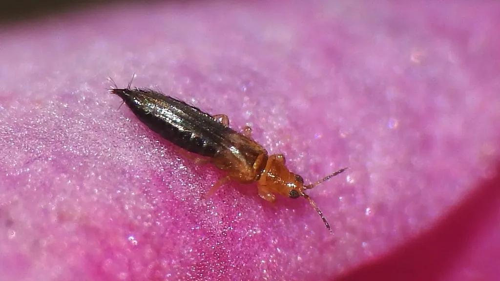 Frankliniella intonsa - photo 2