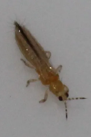 Eastern Flower Thrips - photo 3