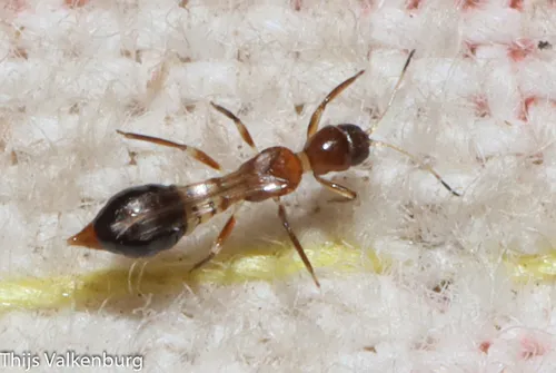 Franklinothrips megalops