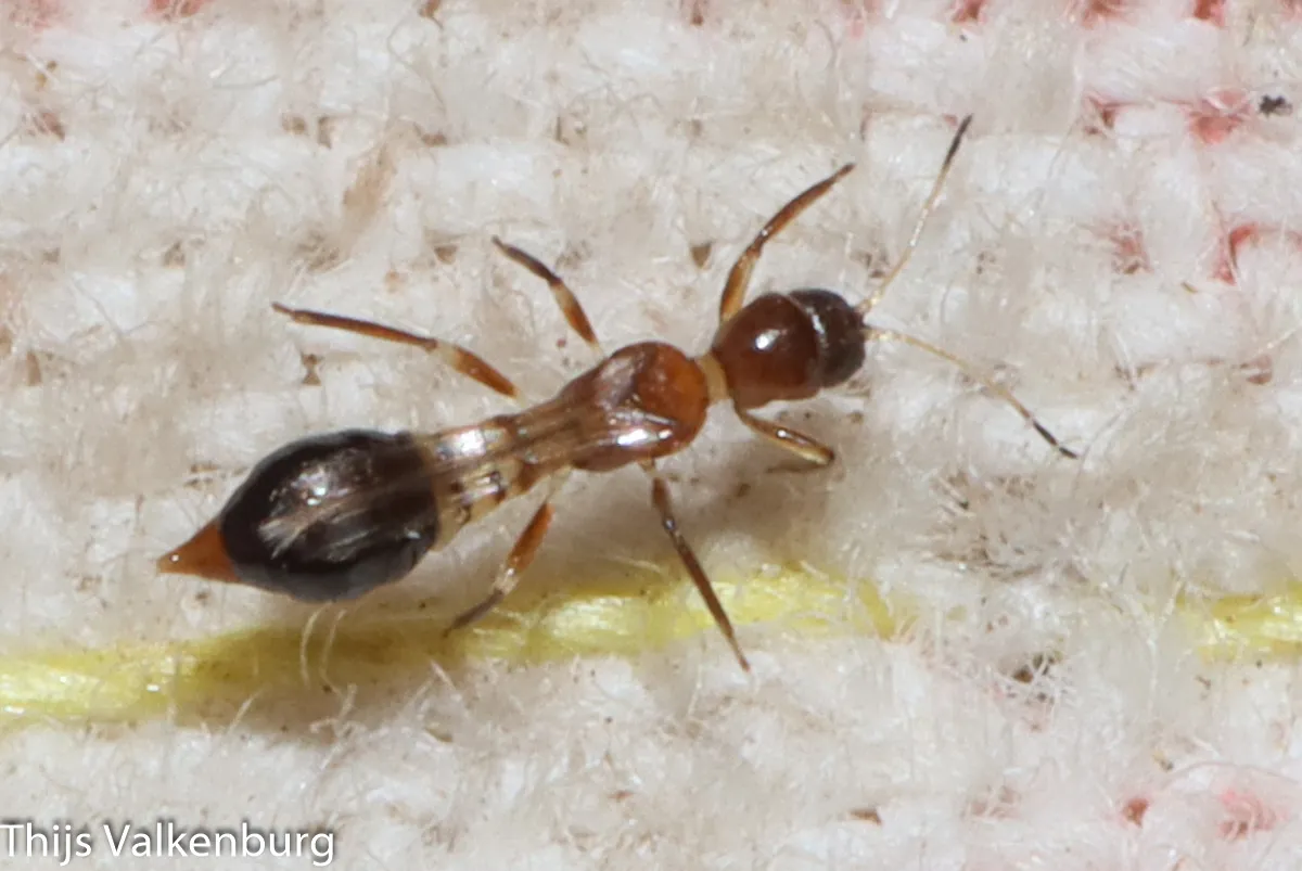 Franklinothrips megalops - photo 3