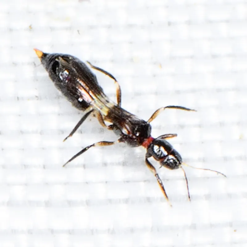 Franklinothrips orizabensis - photo 3