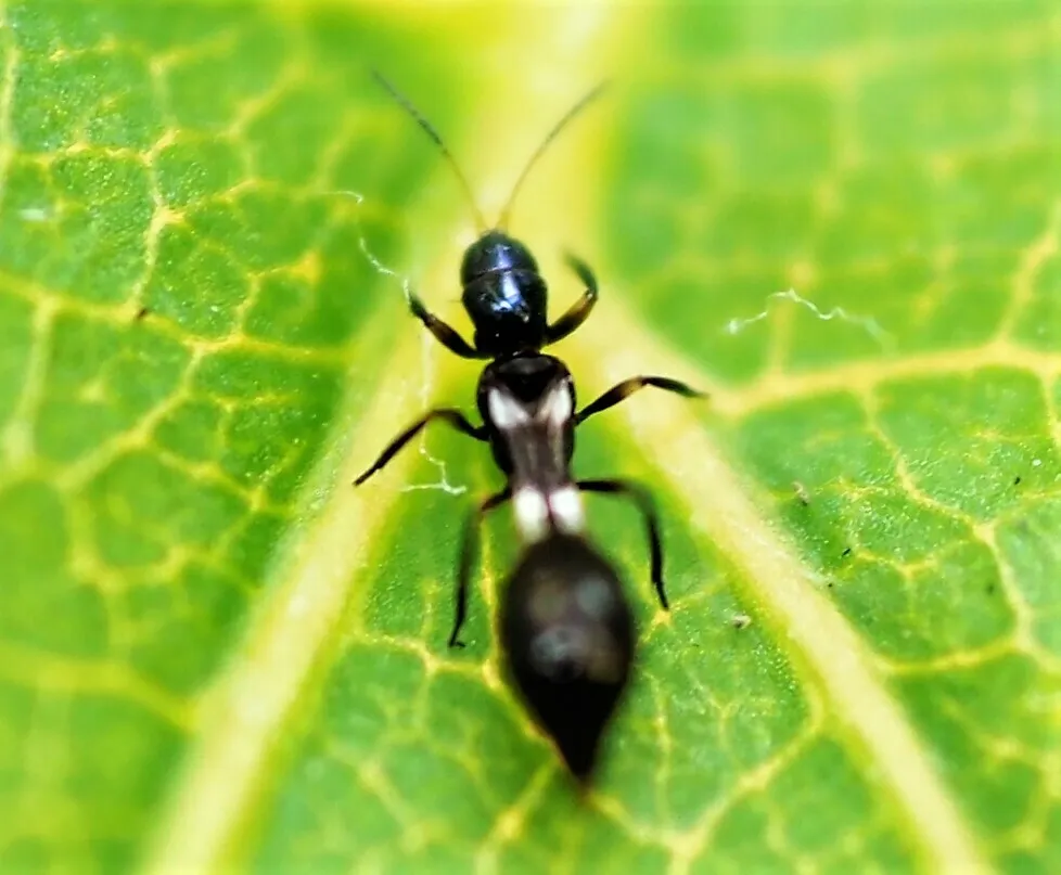Franklinothrips vespiformis