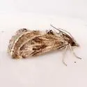 Frechinia criddlealis - Hodges#4801 - photo 2