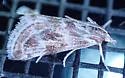 Frechinia criddlealis - Hodges#4801 - photo 4