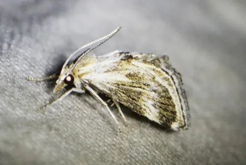 Frechinia helianthiales - Hodges#4798