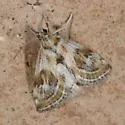 Frechinia laetalis - Hodges#4800