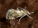 Frechinia laetalis - Hodges#4800 - photo 2