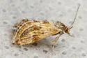 Frechinia laetalis - Hodges#4800 - photo 3