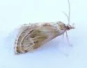 Frechinia laetalis - Hodges#4800 - photo 4