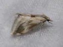 Frechinia lutosalis - Hodges#4799