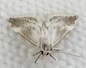 Frechinia lutosalis - Hodges#4799 - photo 5