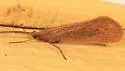 Frenesia difficilis - photo 3