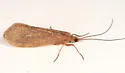 Frenesia difficilis - photo 4