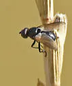 Freraea montana