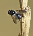 Freraea montana - photo 2