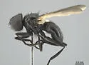 Freraea montana - photo 3