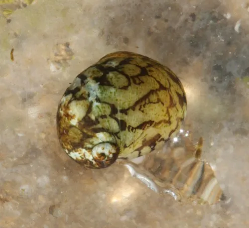 Freshwater Nerite