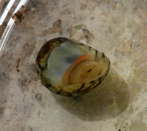 Freshwater Nerite - photo 2