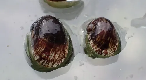 Freshwater Nerite - photo 3
