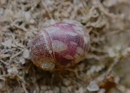 Freshwater Nerite - photo 4