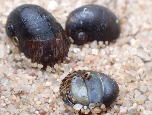 Freshwater Nerite - photo 5