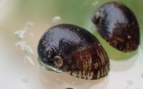 Freshwater Nerite - photo 6