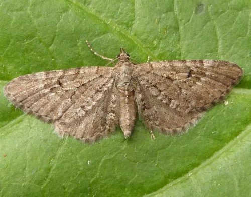 Freyer's Pug - Eupithecia intricata