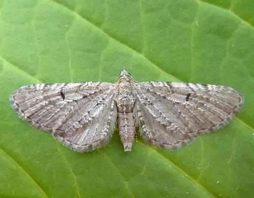 Freyer's Pug - photo 2