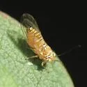 Freysuila dugesii