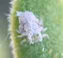 Freysuila phorodendri