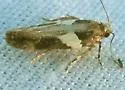 Friseria acaciella - Hodges#1914