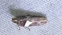 Friseria acaciella - Hodges#1914 - photo 2
