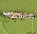 Friseria caieta - Hodges#1915 - photo 2