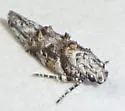 Friseria caieta - Hodges#1915 - photo 3