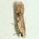 Mesquite Web Worm - Hodges#1916