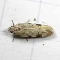 Mesquite Web Worm - Hodges#1916 - photo 3