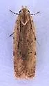 Mesquite Web Worm - Hodges#1916 - photo 4