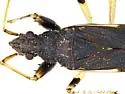 Froeschneria piligera - Froeschneria piligera