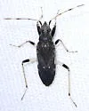 Froeschneria piligera - photo 2