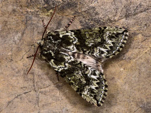 Frosted Green - Polyploca ridens