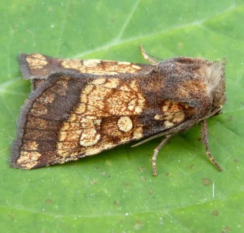 Frosted Orange - Gortyna flavago