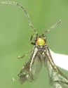 Frostia laticollis - Frostia laticollis
