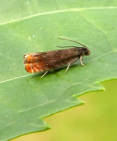 Fruitlet Mining Tortrix - Pammene rhediella