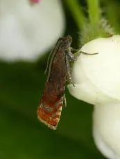 Fruitlet Mining Tortrix - photo 2