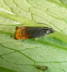 Fruitlet Mining Tortrix - photo 3