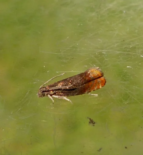 Fruitlet Mining Tortrix - photo 4