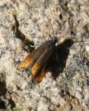 Fruitlet Mining Tortrix - photo 5