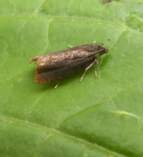 Fruitlet Mining Tortrix - photo 6