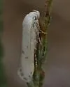 Frumenta davidi - Hodges#2051.2