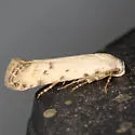 Frumenta davidi - Hodges#2051.2 - photo 2